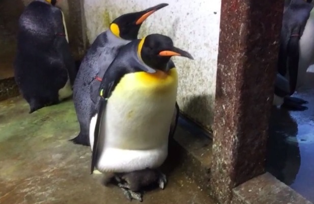 Casal gay de pinguins rouba pinguim dos pais no zoológico de Odense, Dinamarca