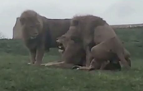 Orgia gay entre leões machos é filmada em parque na Inglaterra