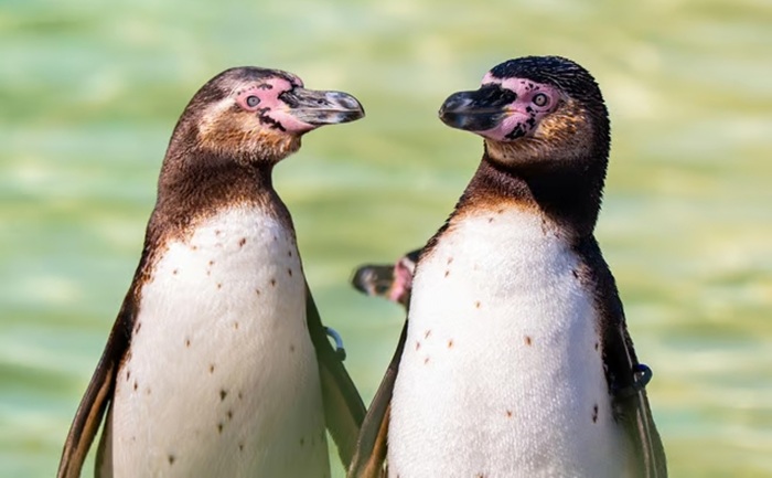 Scampi e Flounder: pinguins gays choca ovo na Inglaterra