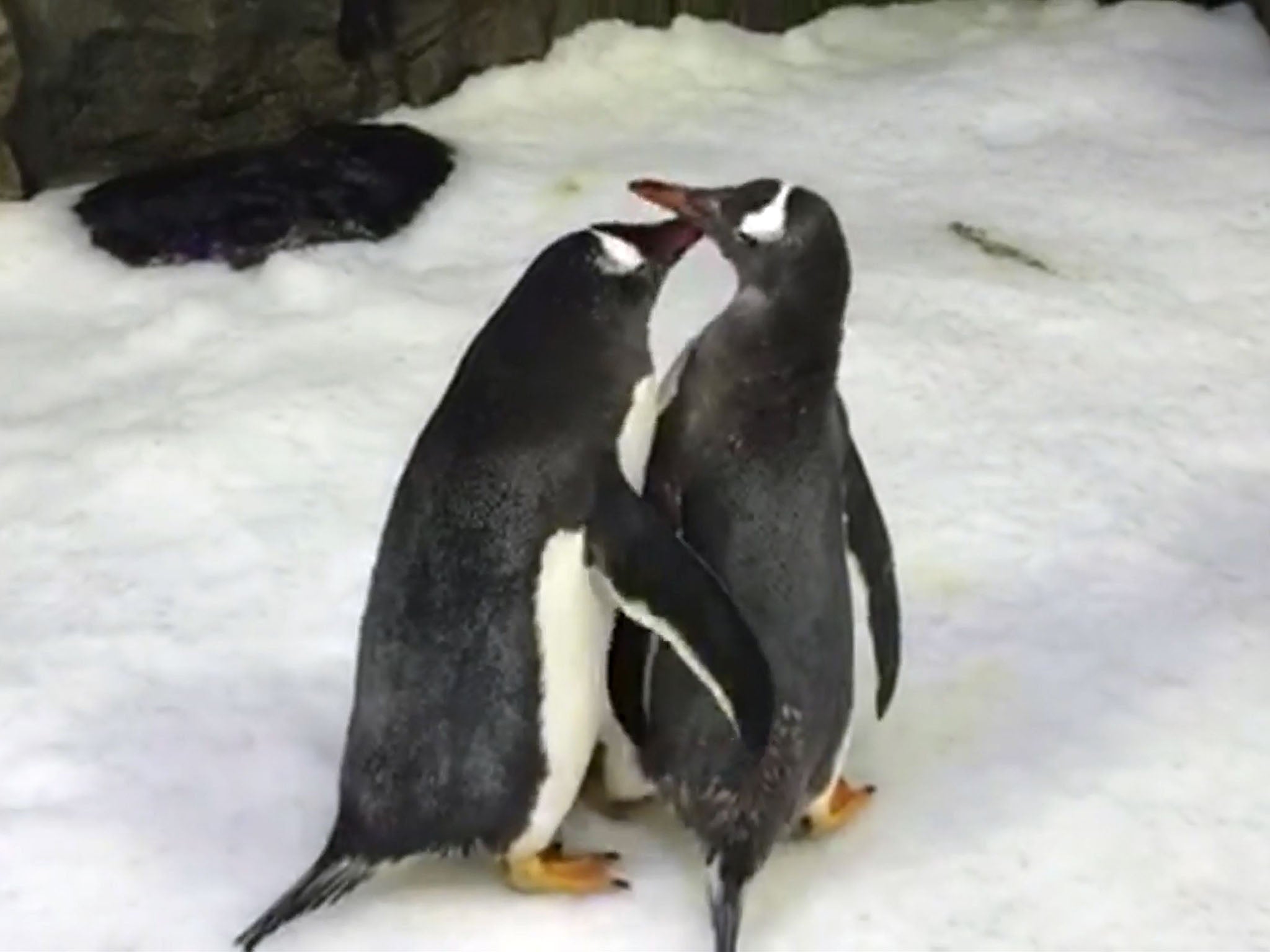 Pinguins gays devem ser avós em zoológico