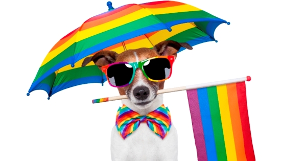 Competição de cães "arco-íris" será atração da parada de Brasília