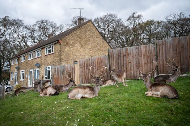 Com quarentena, veados tomam conta de ruas de Londres